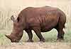 Young rhino grazing