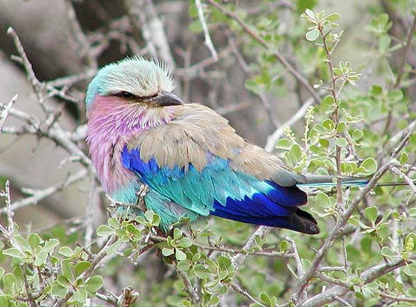 Lilac Breasted Roller with fluffed up feathers