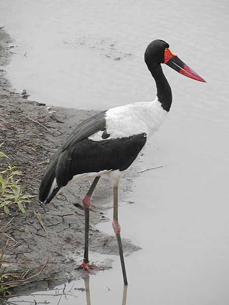Picture of female saddlebilled stork