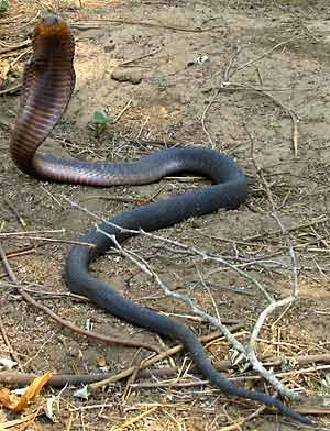 Black Mamba Myths & Other Snake Stories