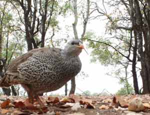 spurfowl, photo out of focus