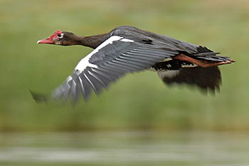 Spurwinged goose flying low over water, Tala Private Game Reserve, South Africa