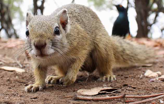 Tree squirrel taken with wide angle lens, Kruger Park