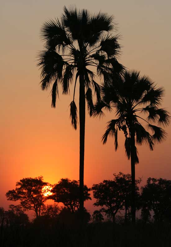 Sunset in Okavango Delta