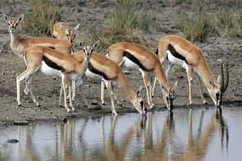 Thomsons gazelles drinking from waterhole, Serengeti National Park, Tanzania