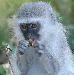 Young vervet monkey holding seed pod to its mouth
