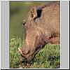 Warthog close-up, Ithala Game Reserve, KZN, South Africa