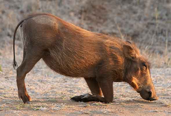 Warthog kneeling to dig for roots