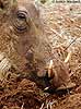 Warthog digging