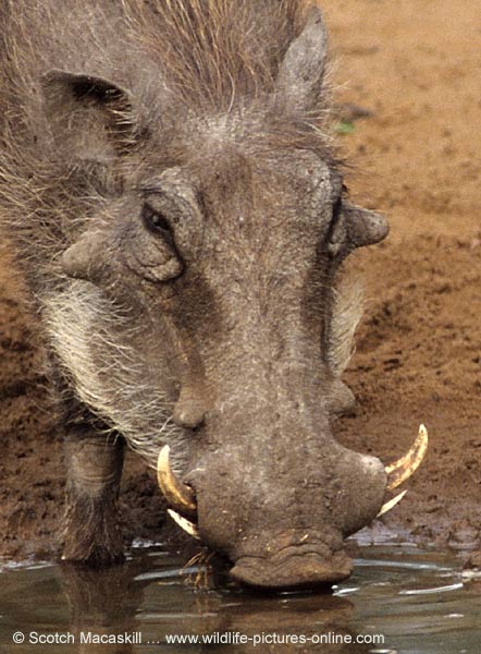 Warthog close-up