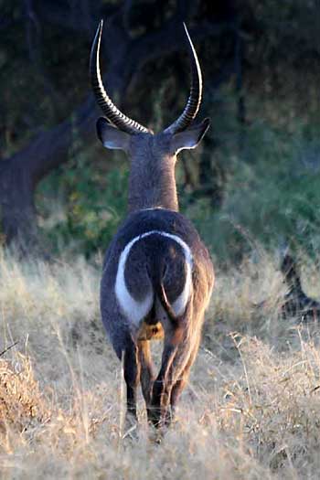 Waterbuck rear view, Mashatu Game Reserve, Botsana