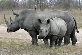 White rhino mother and youngster, Sabi Sand, South Africa