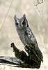 White Faced Owl, immature specimen
