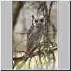whitefaced-owl