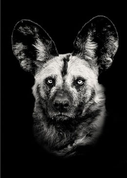 wild-dog-portrait-on-black-wall-art