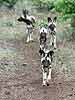 African Wild Dogs (Lycaon pictus) on the move