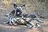 Pair of African Wild Dogs (Lycaon pictus) at rest