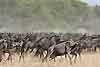 Wildebeest herd take fright, Serengeti National Park, Tanzania
