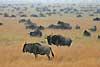 Wildebeest massing on the Serengeti Plains, Tanzania