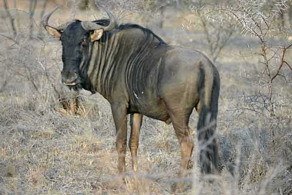 Wildebeest looking over shoulder, Kruger National Park, South Africa