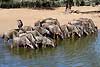 Wildebeest herd drinking from waterhole, Mkuze Game Reserve, South Africa
