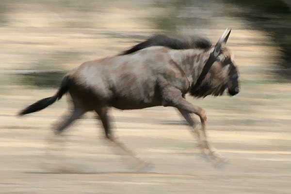 wildebeest on the run, motion blur image