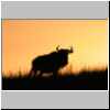 Wildebeest at sunset, Tala Game Reserve, KZN, South Africa