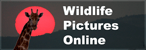 Wildlife Pictures Online Logo