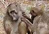 Chacma baboons grooming, Kruger Park, SAfrica