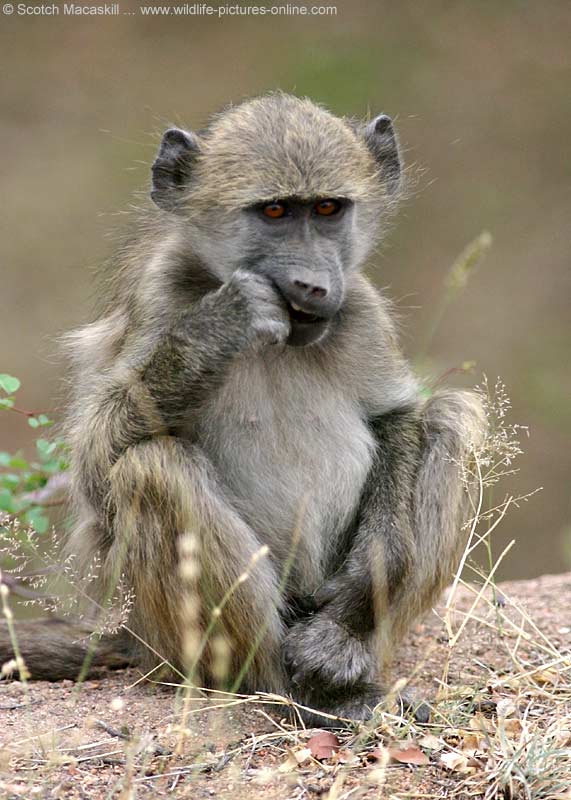 baboon with hand in mouth