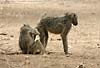 Baboons grooming each other