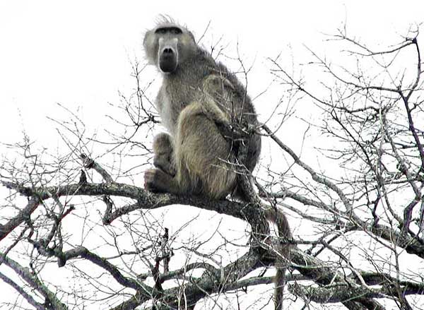 Baboon Sitting High in Tree
