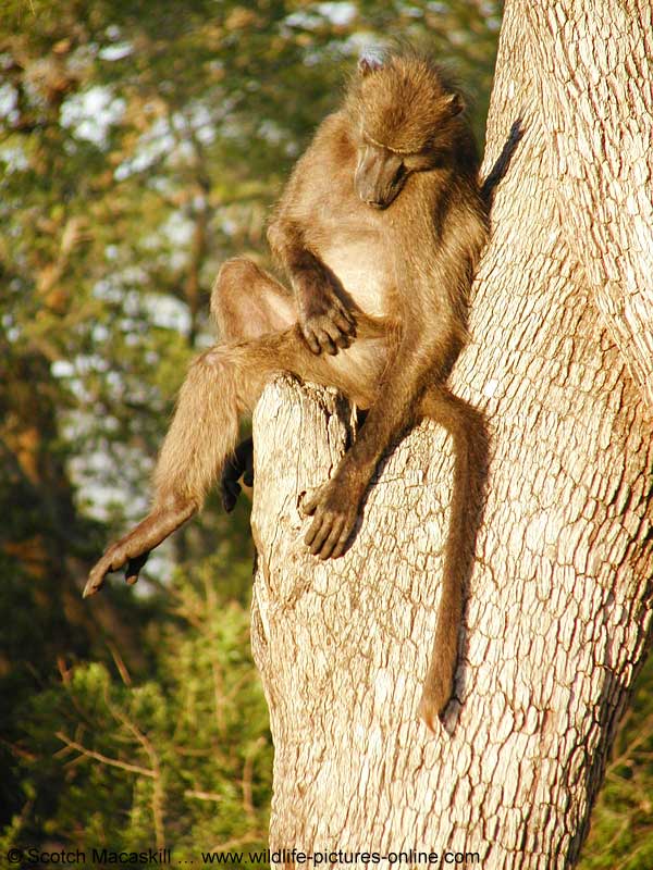 baboon seated in tree