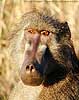 Close-up of chacma baboon