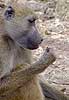 baboon trying out a new taste