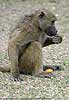 baboon with orange peel