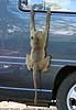Young baboon hanging from vehicle window