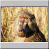 Picture of baboon