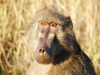 Picture of baboon resized