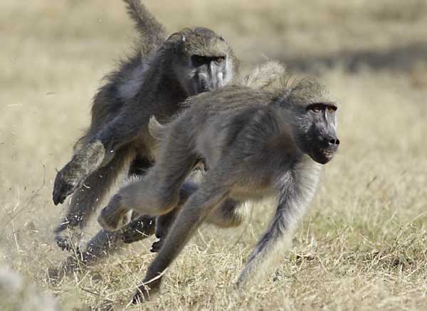 Baboon chase, Hwange National Park, Zimbabwe