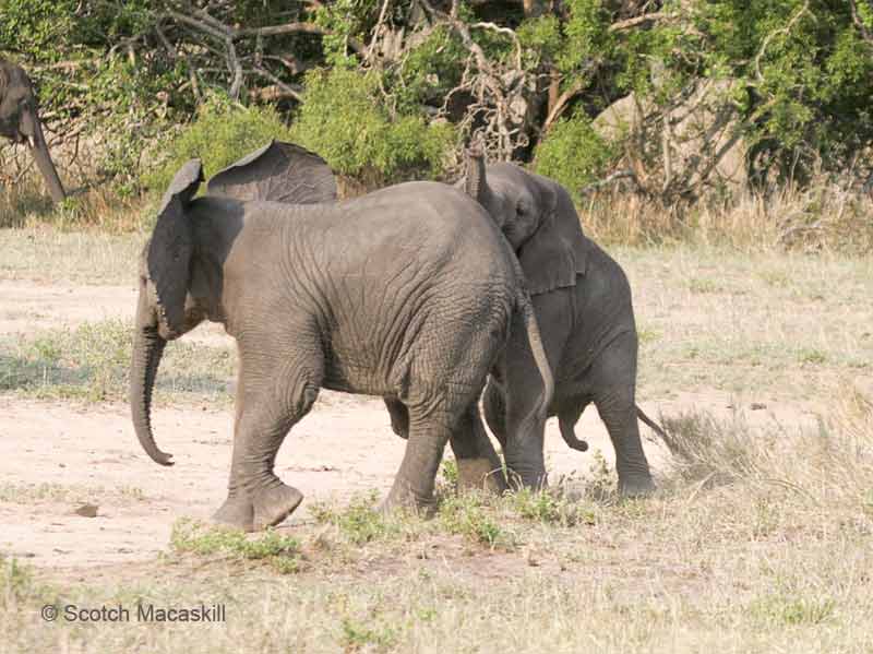Baby elephants at play