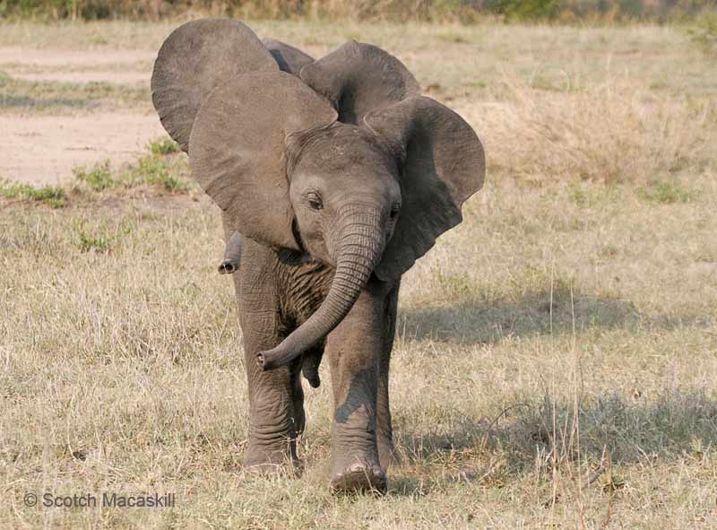 Baby elephants moving in co-ordination