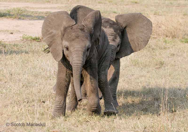 baby elephant pair walking in line