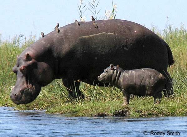 Picture of baby hippo and mother