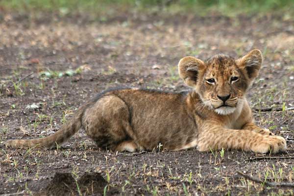 Baby lion lying on belly, Mashatu Game Reserve, Botswana