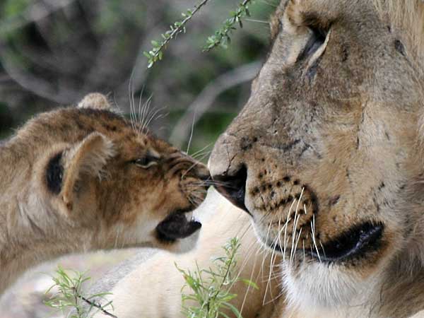 Baby lion and adult male rub noses, Mashatu Game Reserve, Botswana