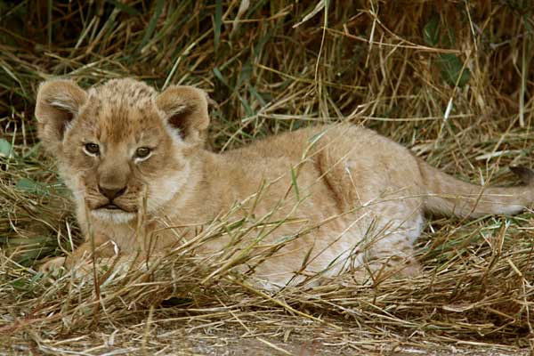 Baby lion cub lying in grass, Mashatu Game Reserve, Botswana
