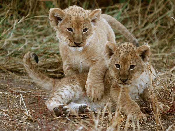 Baby lion pair at play, Mashatu Game Reserve, Botswana