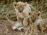 Baby lion cubs ready to play