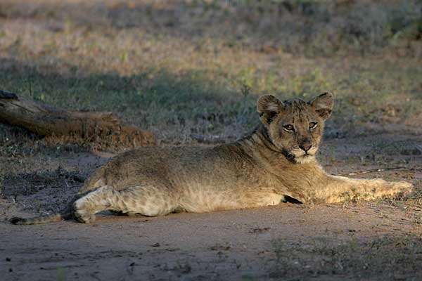Lion cub lying at full stretch, Mashatu Game Reserve, Botswana